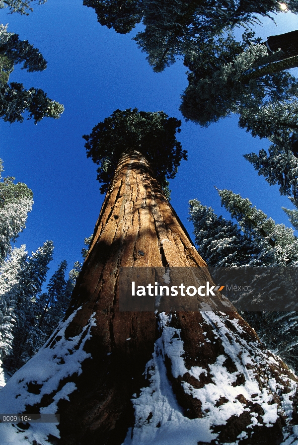 Secuoya gigante (Sequoiadendron giganteum) llamado a 