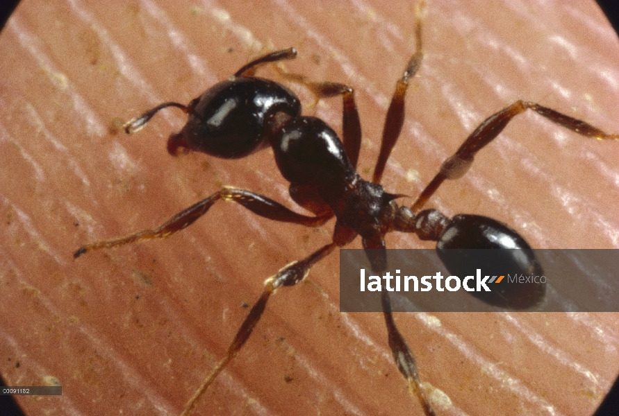 Trabajador de hormiga (Pheidologeton diversus) Marauder atacar dedo humano, India