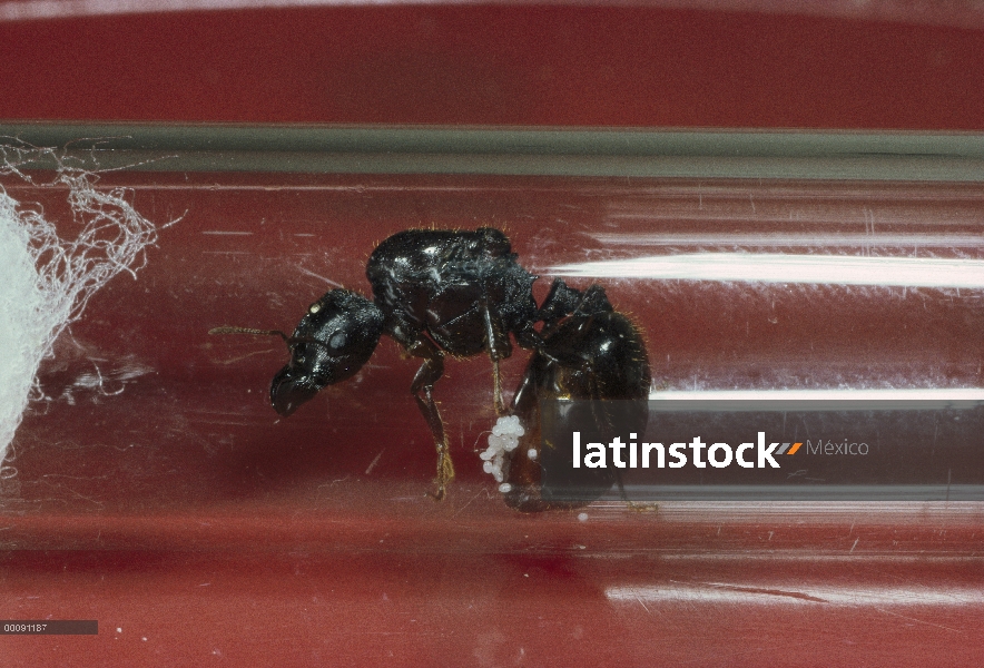 Reina de hormiga (Pheidologeton sp) Marauder con huevos atado abdomen, India