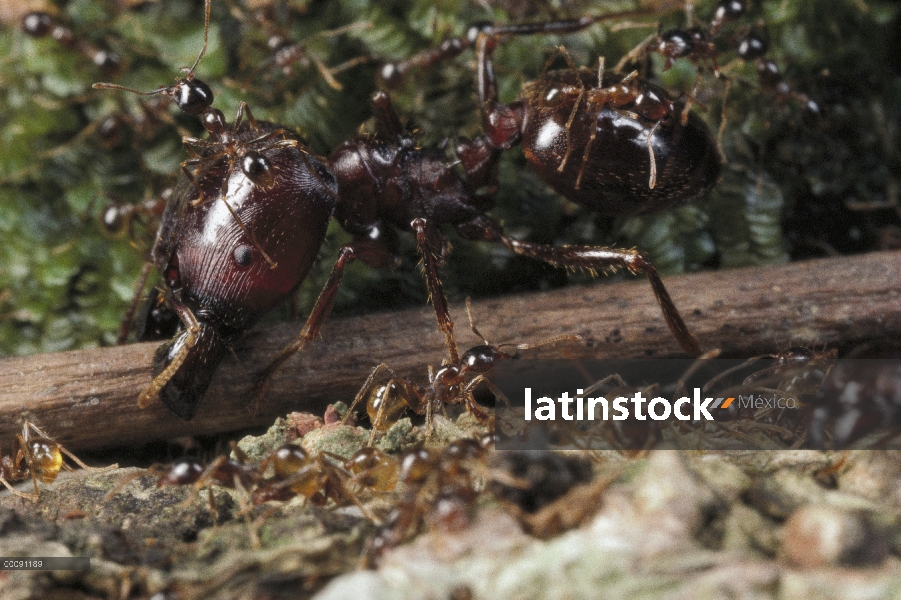 Merodeador Ant (Pheidologeton diversus), importante rama de corte trabajador impidiendo el camino, B