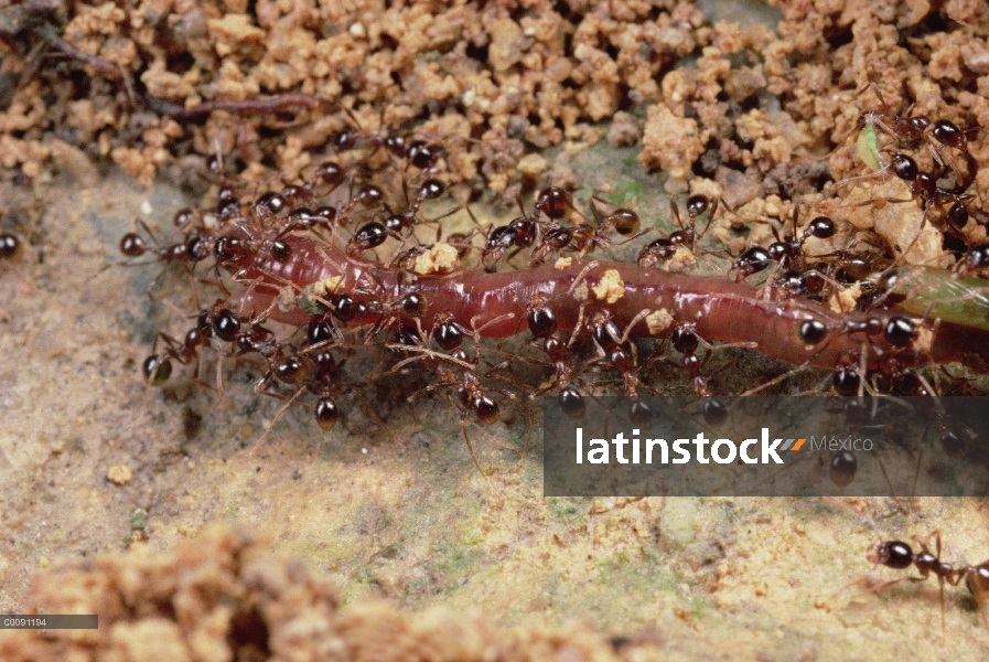 Merodeador Ant (Pheidologeton diversus) grupo transporte lombriz parte posterior para anidar, con do