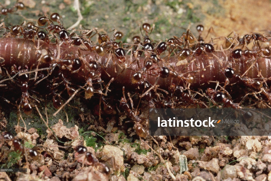 Enjambre de hormigas (Pheidologeton diversus) Marauder llevar lombriz volver a anidar, Malasia