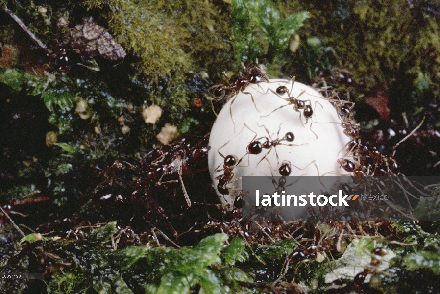 Grupo de hormiga (Pheidologeton diversus) Marauder lleva huevo de lagarto detrás para anidar, Malasi