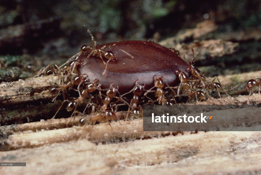 Grupo de hormiga (Pheidologeton diversus) Marauder llevar semillas para anidar, India