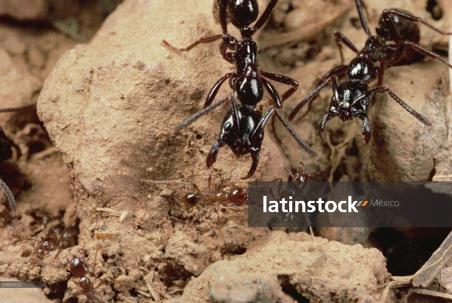 Par de Ant (Pheidologeton diversus) Marauder defendiendo el camino de tronco de entrometerse la pare