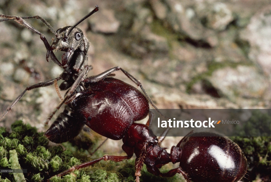 Merodeador Ant (Pheidologeton diversus) lleva el cuerpo de un intruso Ant (Diacamma sp) que trataron