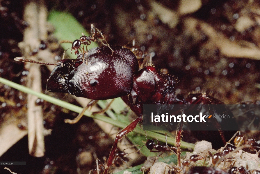 Retrato de hormiga (Pheidologeton diversus) Merodeador del trabajador importante llevando a menores 