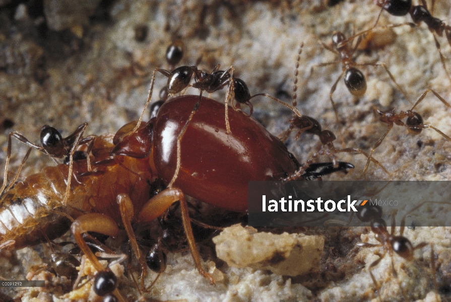 Trabajadores menores de Merodeador Ant (Pheidologeton diversus) atacando a soldado de la termita en 