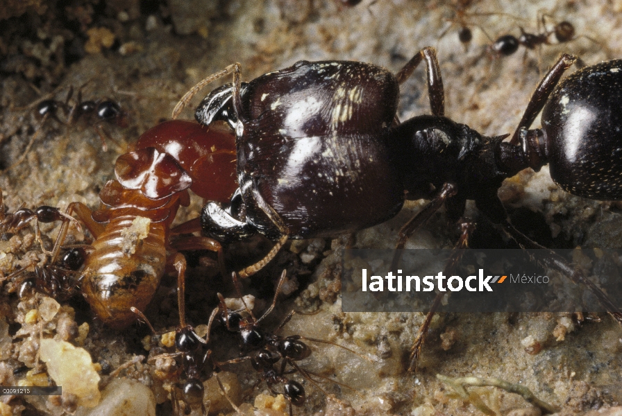 Trabajador mayor de Merodeador Ant (Pheidologeton diversus) trituración soldado termita que poco men