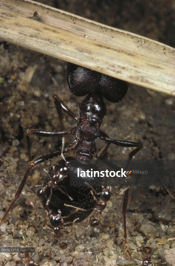 Merodeador Ant (Pheidologeton diversus), principales trabajadores levantando la rama del camino con 