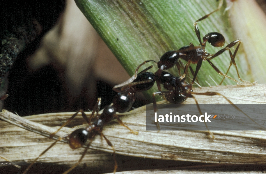 Merodeador Ant (Pheidologeton diversus) de cerca de dos luchando contra a menores trabajadores tiran