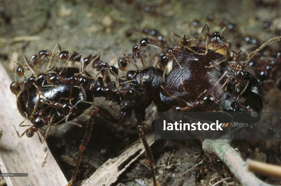 Merodeador Ant (Pheidologeton diversus), principales trabajadores llevando muchos menores trabajador