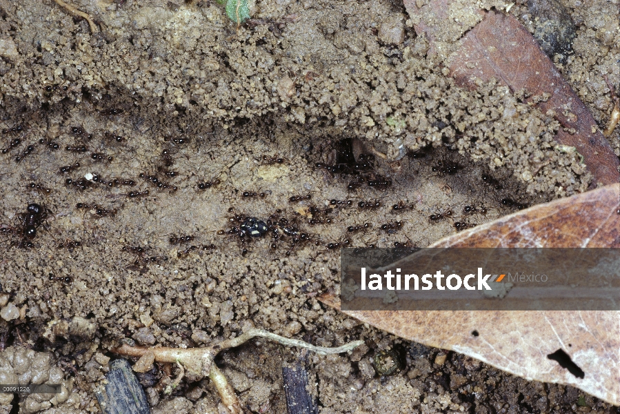 Camino de hormigas (Pheidologeton diversus) Marauder con paredes de tierra, Borneo