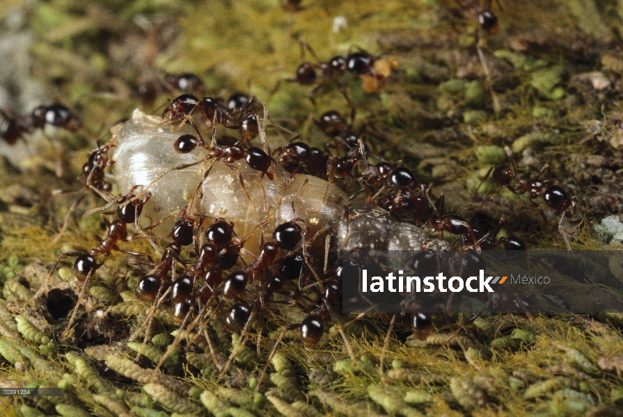 Trabajadores menores de la hormiga (Pheidologeton diversus) Marauder lleva caracol, Singapur