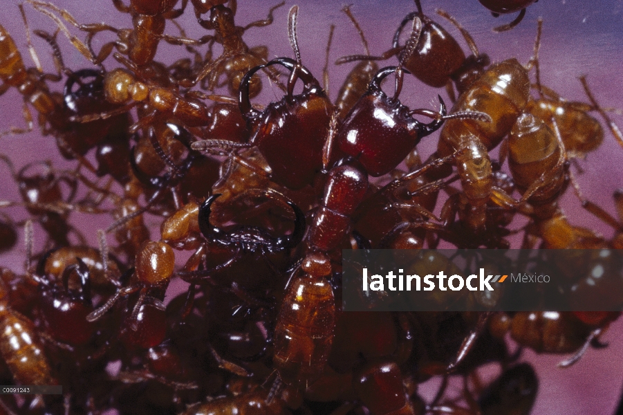 Trabajadores de la hormiga (Dorylus laevigatus) Safari en una masa densa, Malasia