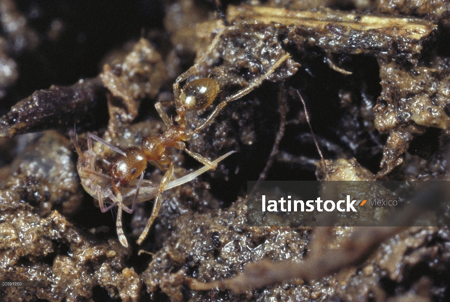 Hormiga (Lophomyrmex sp), llevando hacia atrás presa de sumo, Borneo