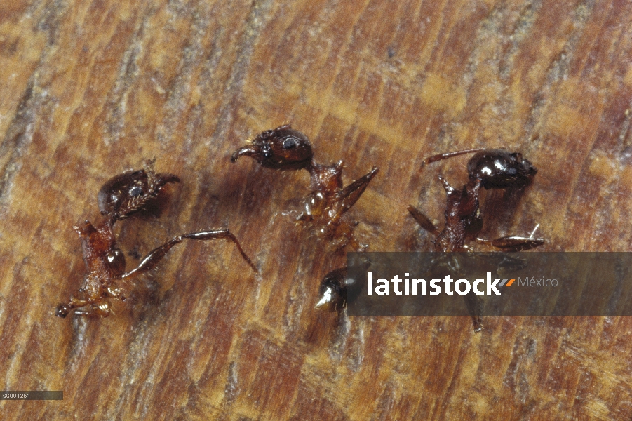 Grupo hormiga (Pheidole sp) asesinado por hormigas (Lophomyrmex sp), que se cortan aparte con diente