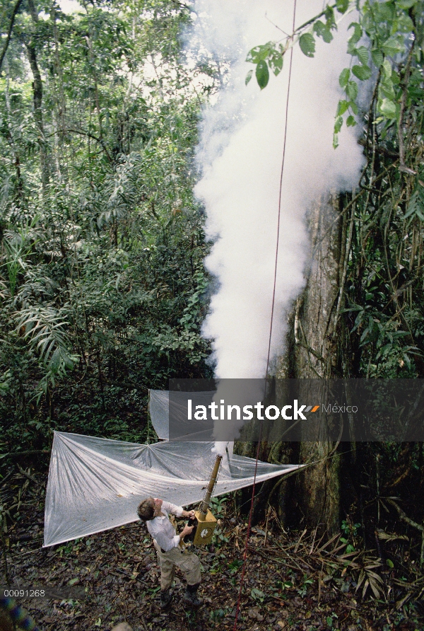 Árbol nebulización de entomólogo Terry Erwin con plaguicidas biodegradables para recoger las muestra