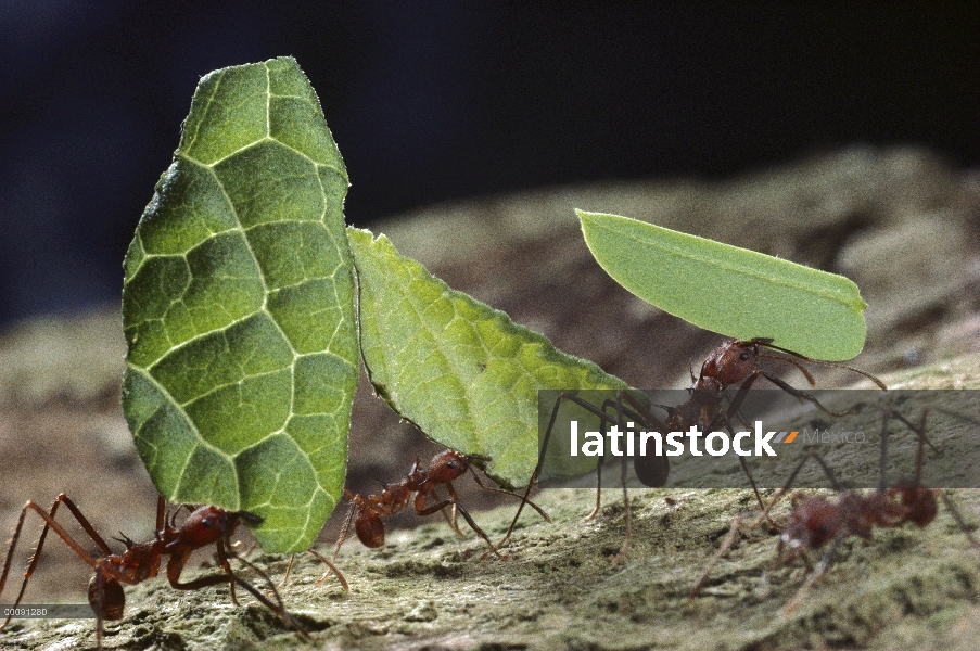 Trabajadores de hormigas cortadoras de hojas (Atta cephalotes) llevar hojas volver al nido, isla de 