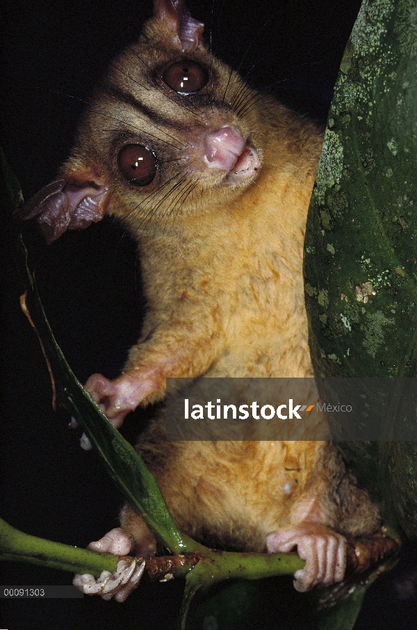 Oposum lanudo (Caluromys flirtea) está bien adaptada a la vida de dosel con agarre de manos, Costa R