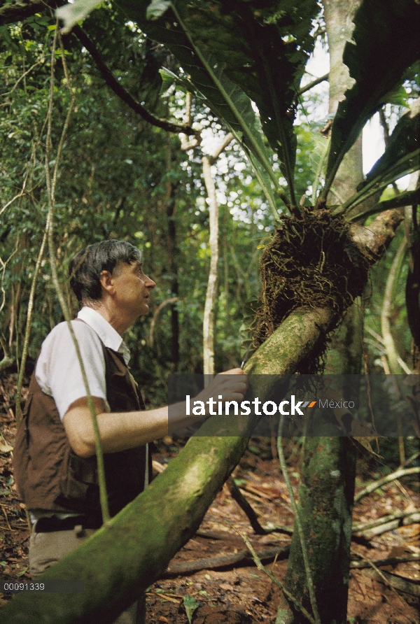 Premio de Pulitzer ganador entomólogo Dr. E. O. Wilson examina epífitas para insectos, isla de Barro