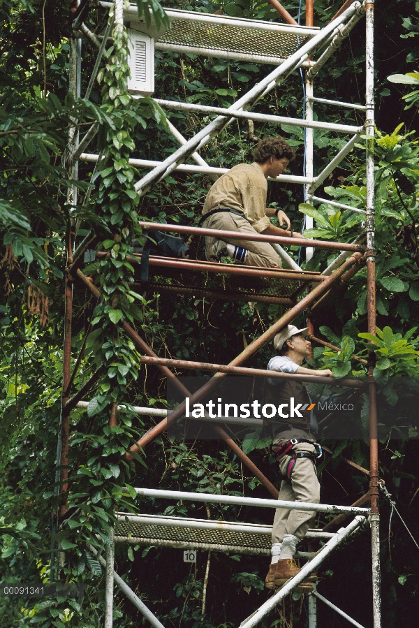 El Dr. entomólogo E. O. Wilson busca hormigas de dosel de bosque lluvioso con asistente de investiga