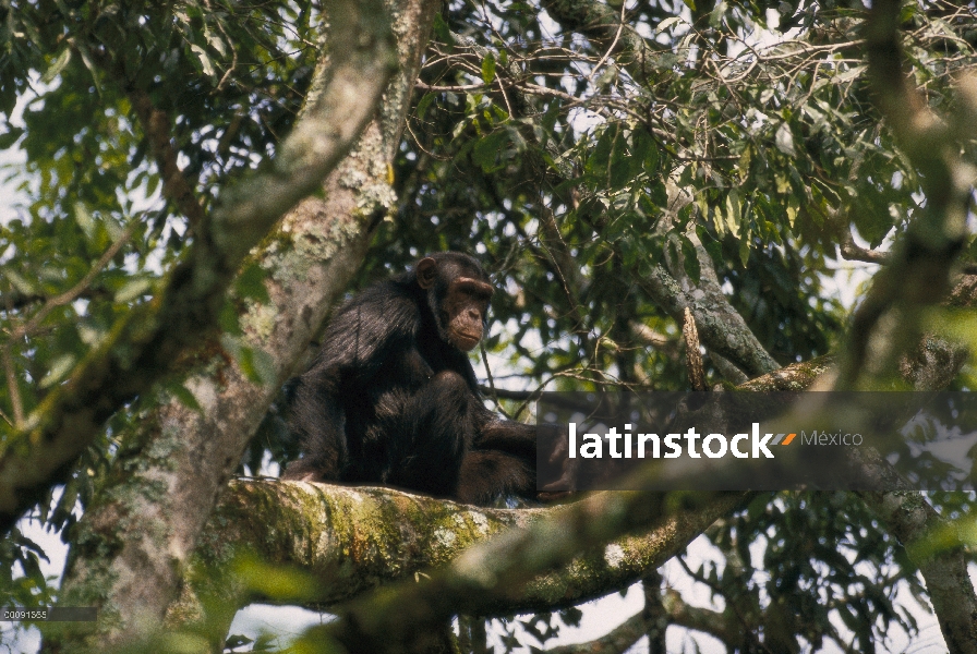 Chimpancé (Pan troglodytes) en árbol, del bosque de Kibale, Uganda