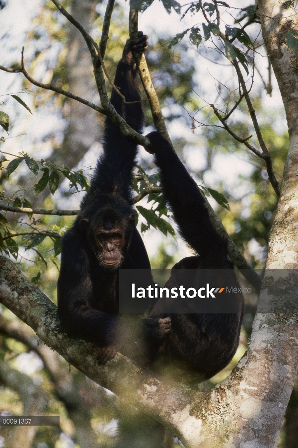 Par de chimpancé (Pan troglodytes) en árbol, del bosque de Kibale, Uganda