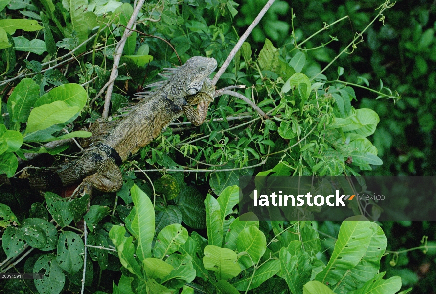 Iguana verde (Iguana iguana) tomando el sol en una rama en bosque lluvioso, Panamá