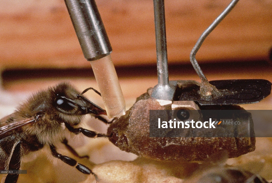 Miel de abeja (Apis mellifera) acepta muestra de néctar de abeja electrónico en experimento de inves