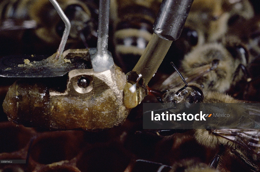 Miel de abeja (Apis mellifera) acepta muestra de néctar de abeja electrónico en experimento de inves