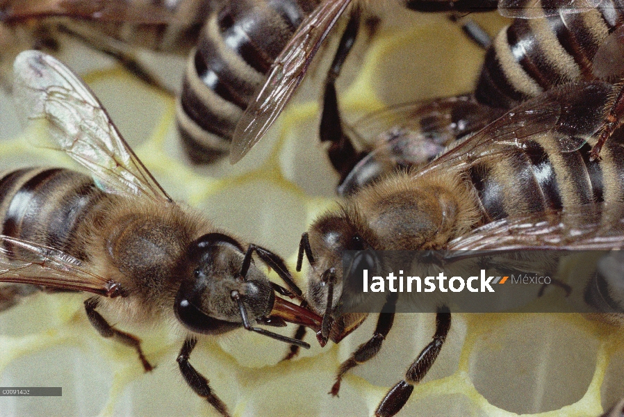 Miel de néctar alimentación de la abeja (Apis mellifera) para colmena a mate, Wurzburgo, Alemania