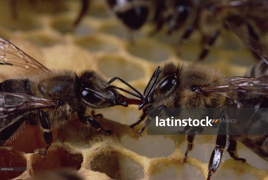 Miel de néctar alimentación de la abeja (Apis mellifera) para colmena a mate, Wurzburgo, Alemania