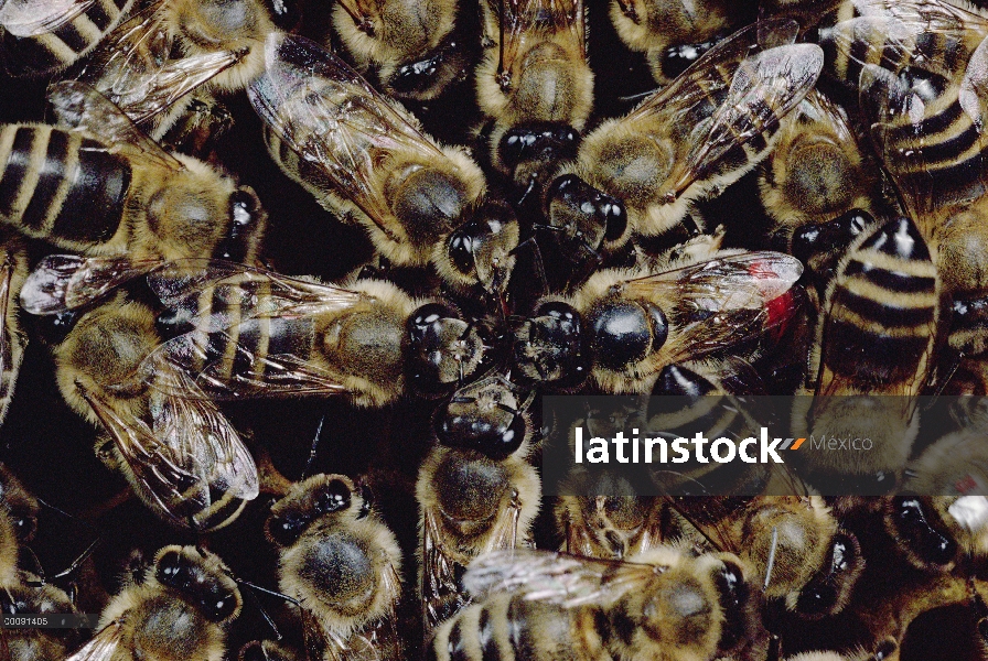 Grupo de miel abeja (Apis mellifera) se reúnen alrededor de baile abeja para aprender de fuentes de 