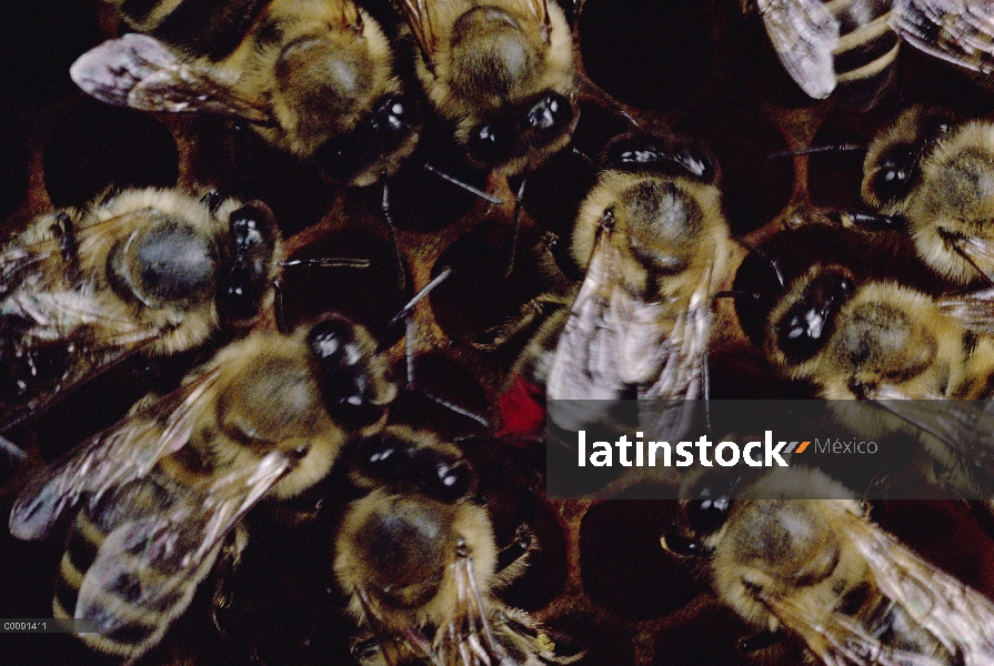 Grupo de miel abeja (Apis mellifera) se reúnen alrededor de baile abeja para aprender de fuentes de 