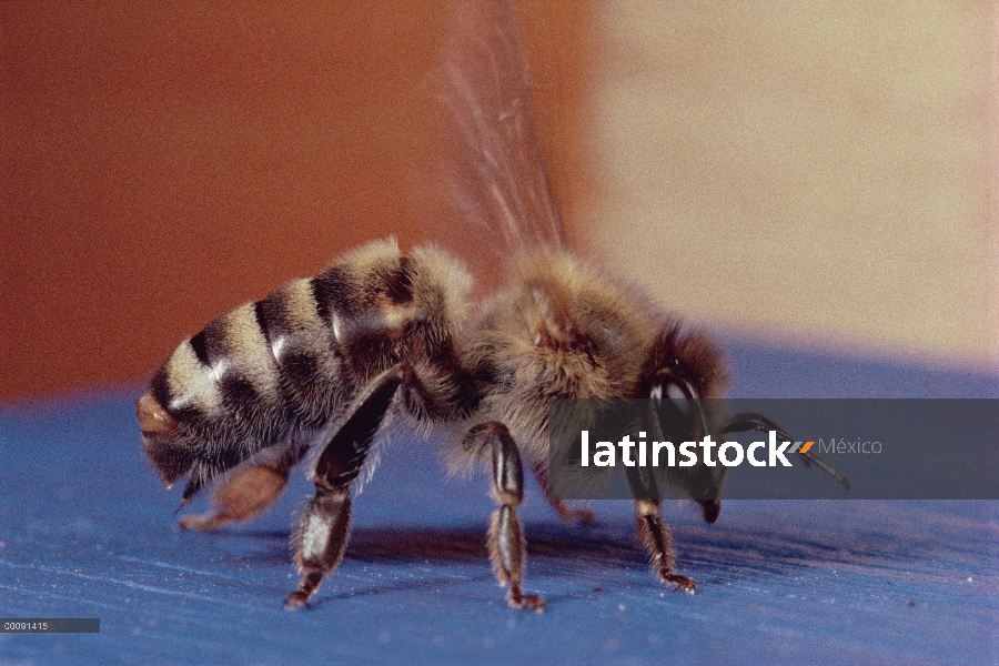 Retrato de la abeja (Apis mellifera), Wurzburgo, Alemania de la miel