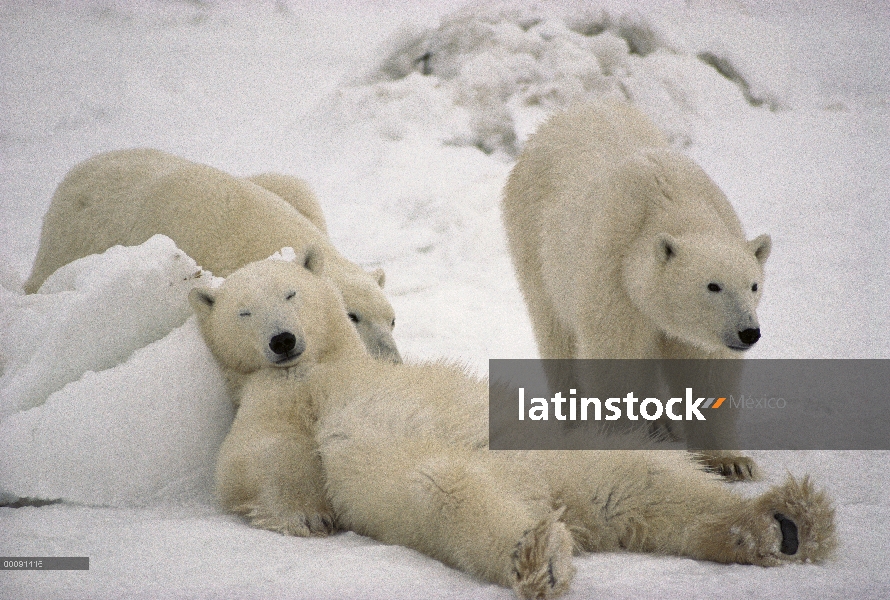 Oso polar (Ursus maritimus) trío loafing en nieve, Churchill, Manitoba, Canadá