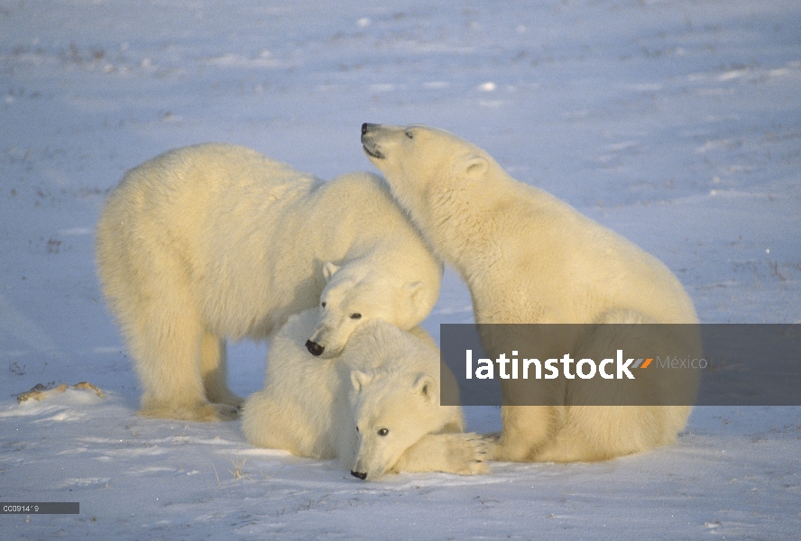 Trío de oso polar (Ursus maritimus), Churchill, Manitoba, Canadá