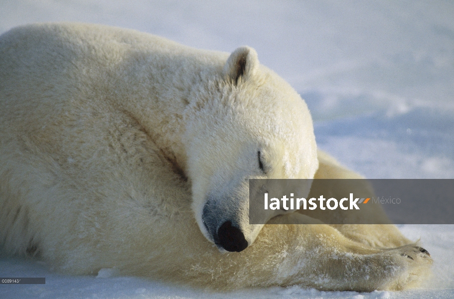 Oso polar (Ursus maritimus) durmiendo, Churchill, Manitoba, Canadá