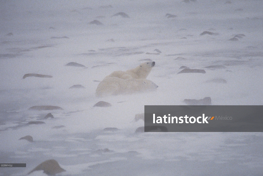 Par de oso polar (maritimus de Ursus) en una tormenta de nieve, Churchill, Manitoba, Canadá