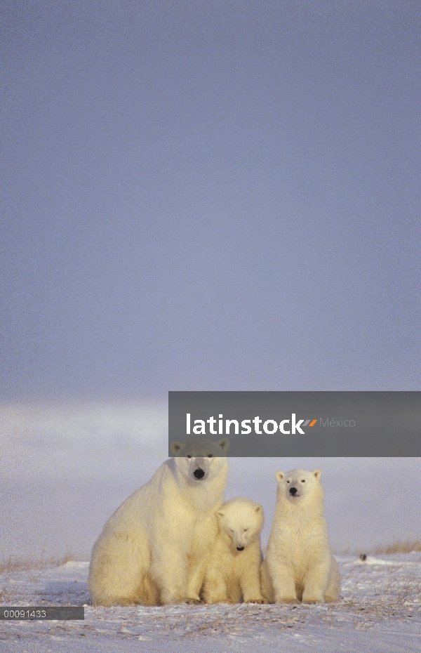 Oso polar (Ursus maritimus) madre y dos cachorros, Churchill, Manitoba, Canadá