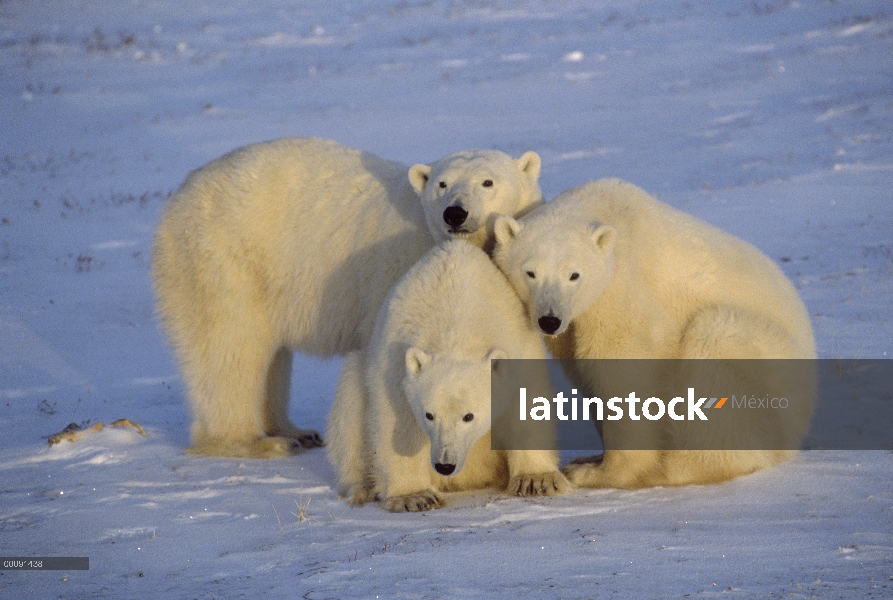 Trío de oso polar (Ursus maritimus), Churchill, Manitoba, Canadá