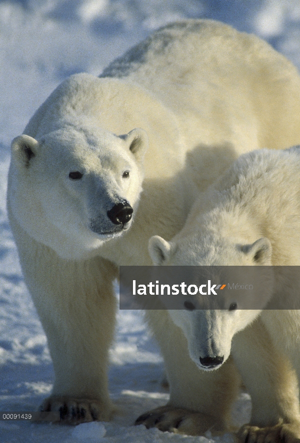 Par de oso polar (Ursus maritimus), Churchill, Manitoba, Canadá