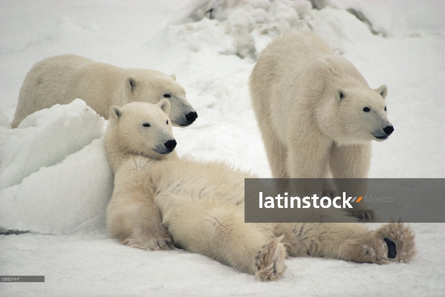 Trío de oso polar (Ursus maritimus), Churchill, Manitoba, Canadá