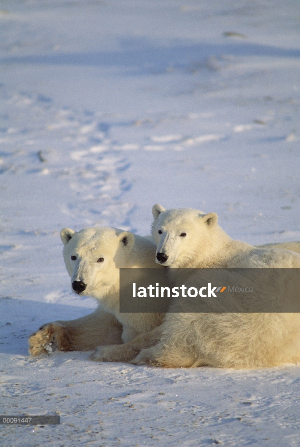 Par de oso polar (Ursus maritimus), Churchill, Manitoba, Canadá