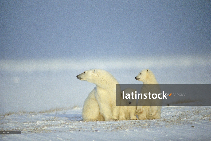 Trío de oso polar (Ursus maritimus), Churchill, Manitoba, Canadá