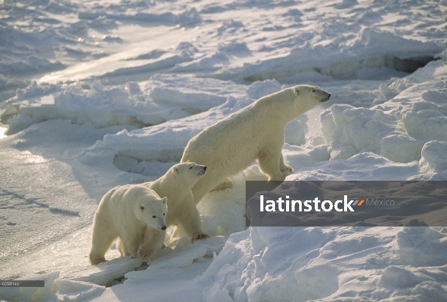 Madre oso polar (Ursus maritimus) y dos cachorros cruce de campo de hielo, Churchill, Manitoba, Cana