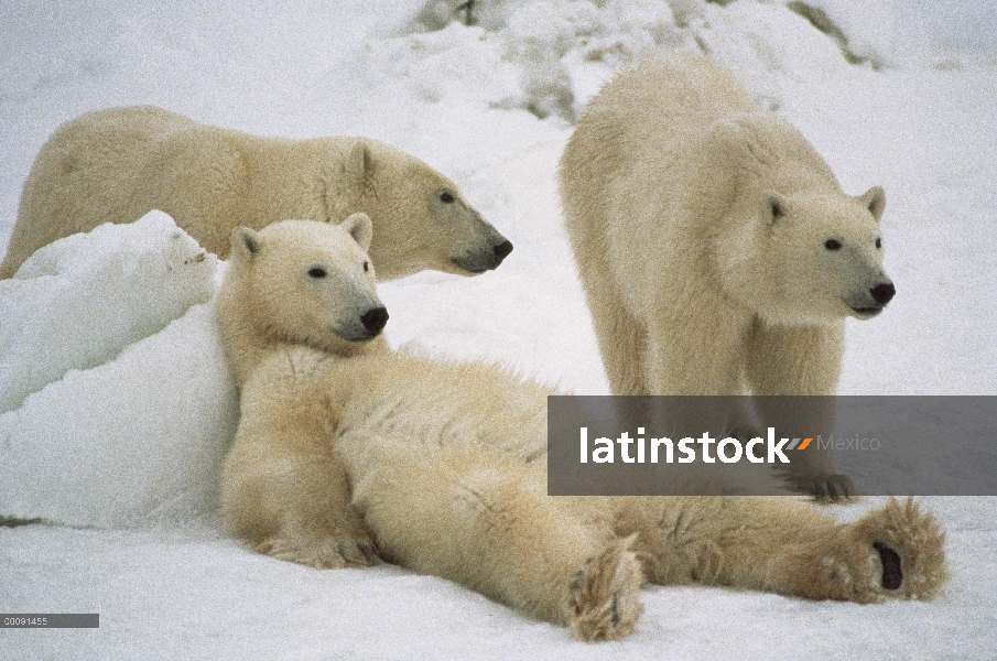 Oso polar (Ursus maritimus) trío loafing, Churchill, Manitoba, Canadá