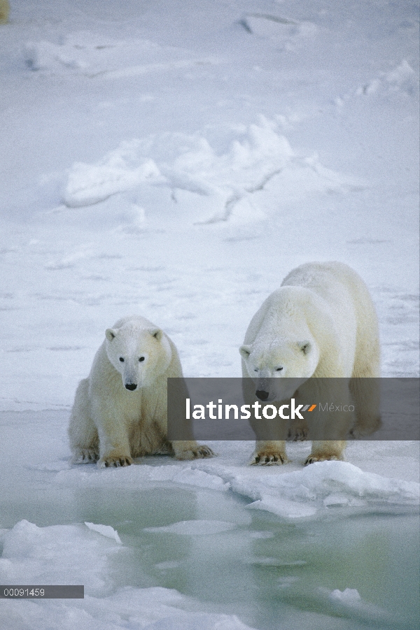 Familia de oso polar (Ursus maritimus) esperando juntas cerca de rotura en el hielo, Churchill, Mani