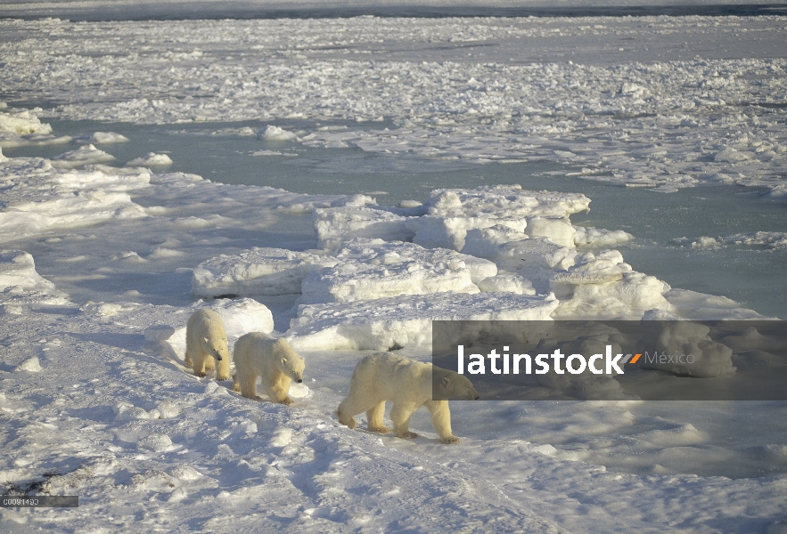 Trío de oso polar (Ursus maritimus) en el campo de hielo, Churchill, Manitoba, Canadá